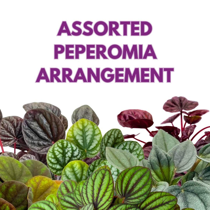 Peperomia Arrangement in a 6 inch pot Growers Choice Colorful Ripple Peps