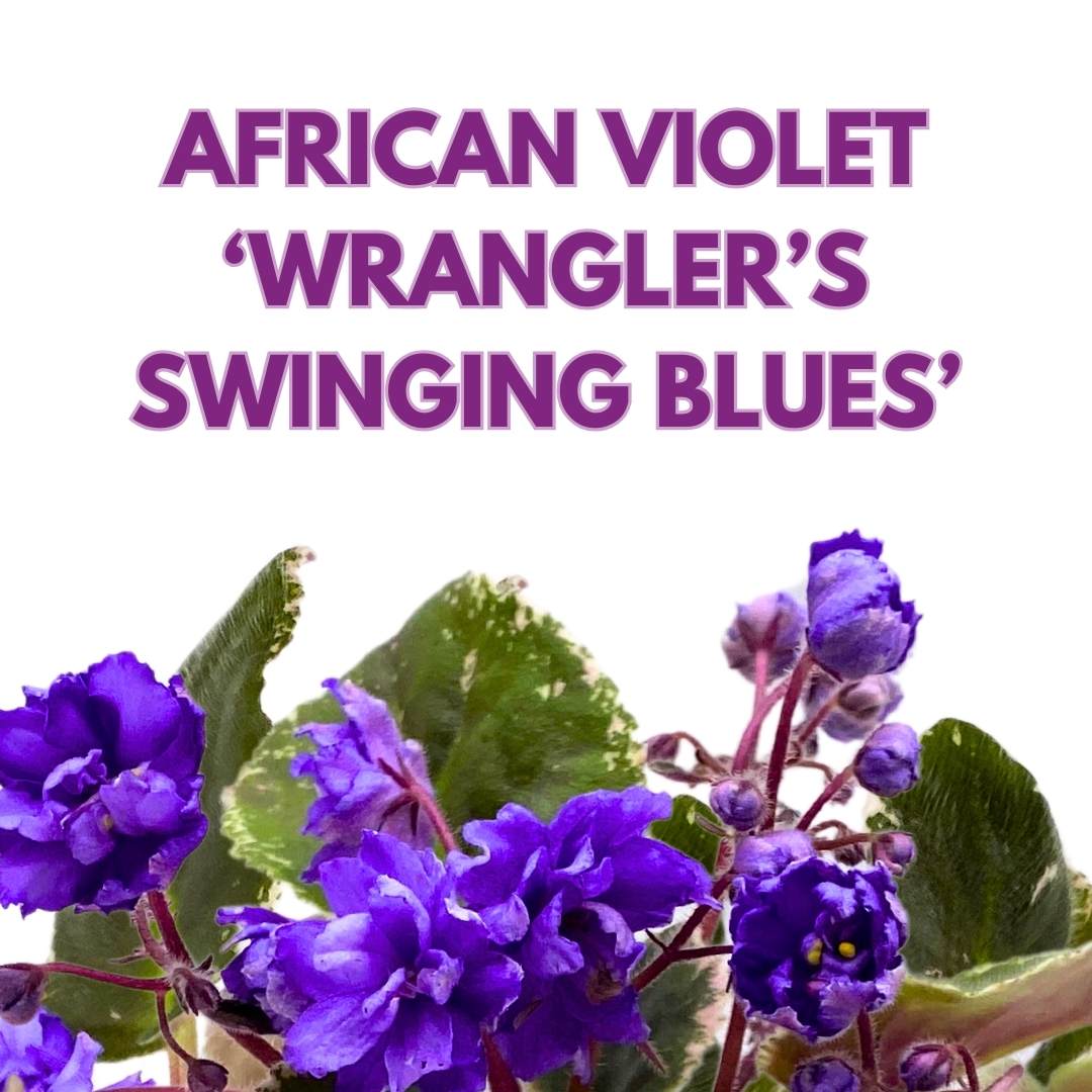 African Violet Wrangler's Swinging Blues 4 inch