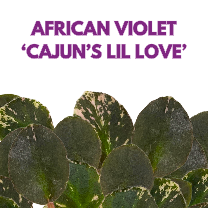 Mini African Violet Cajun's Lil Love Variegated 2 inch Pink Purple Flower