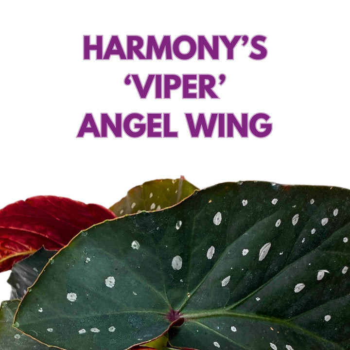 Harmony's Viper Angel Wing Cane Begonia 4 inch