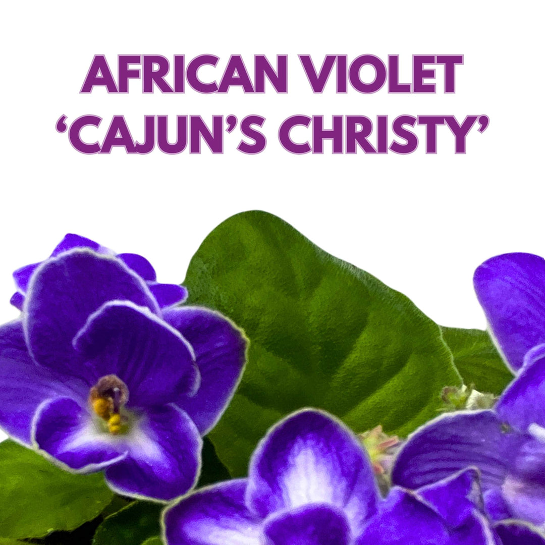 Cajun's Christy African Violet Saintpaulia 4 inch