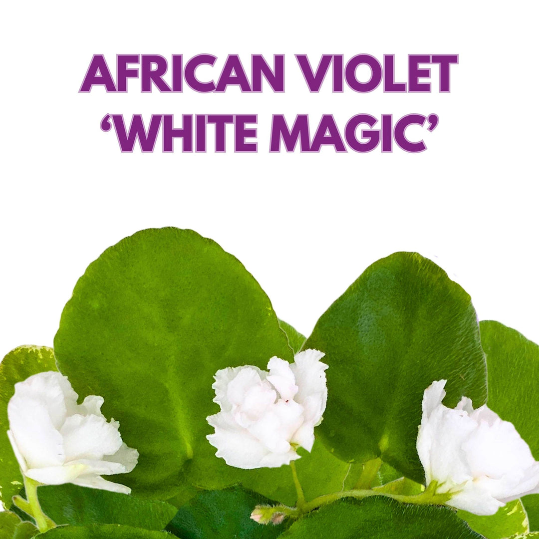 White Magic African Violet Saintpaulia 4 inch