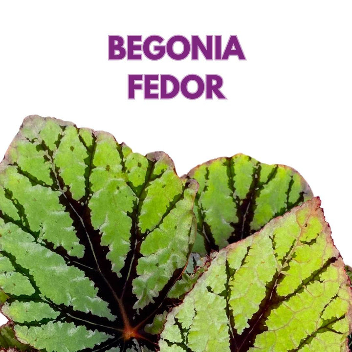 Begonia Rex Fedor in a 6 inch Mint Green Velvet