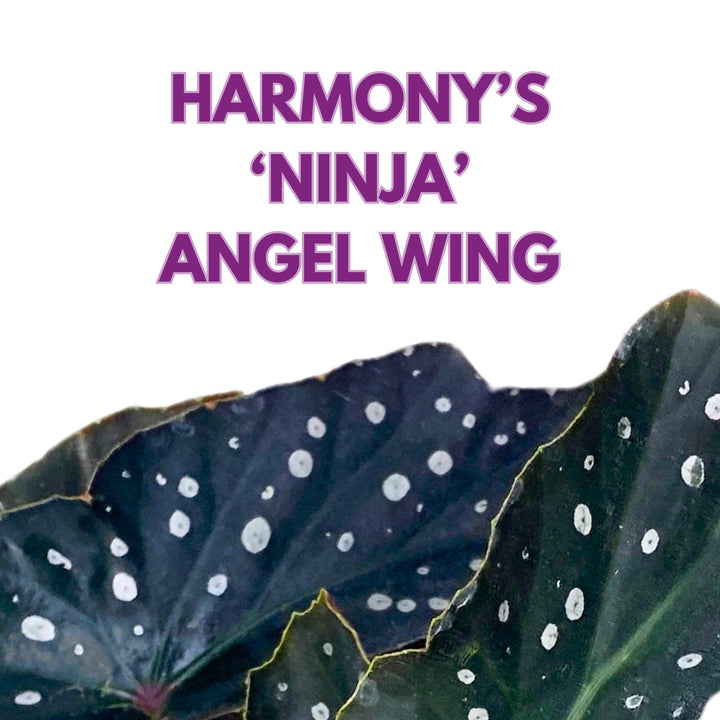 Harmony's Ninja Angel Wing Begonia 4 inch