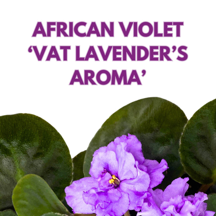 VaT Lavender's Aroma African Violet Saintpaulia 4 inch