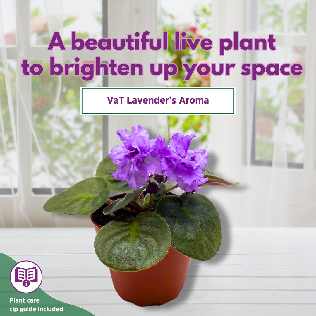 VaT Lavender's Aroma African Violet Saintpaulia 4 inch