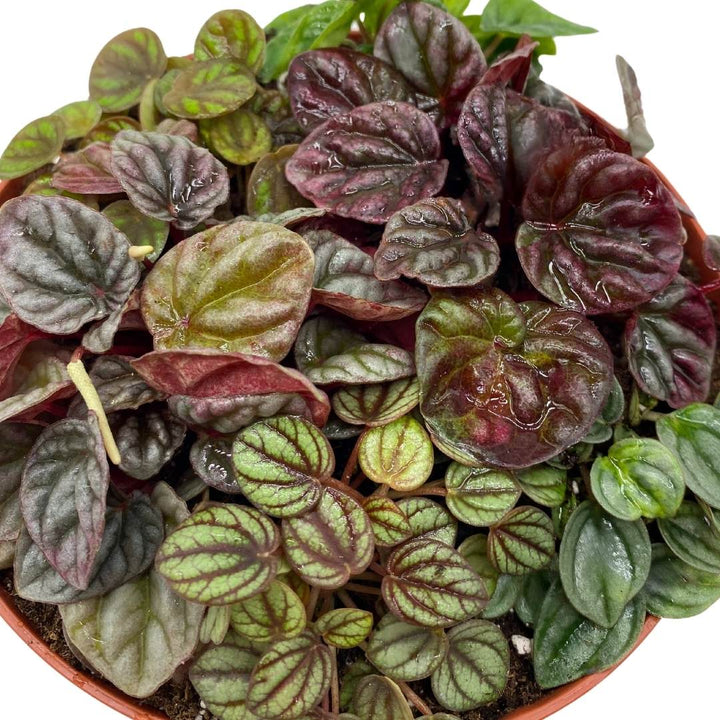 Peperomia Arrangement in a 6 inch pot Growers Choice Colorful Ripple Peps