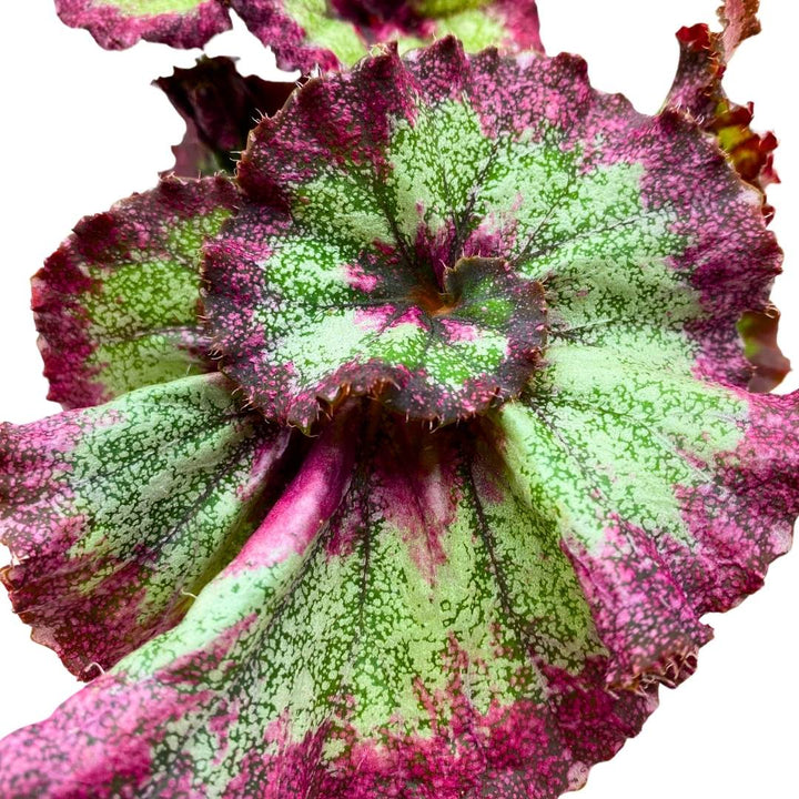 Begonia Rex Harmony's Jaded Heart 4 inch