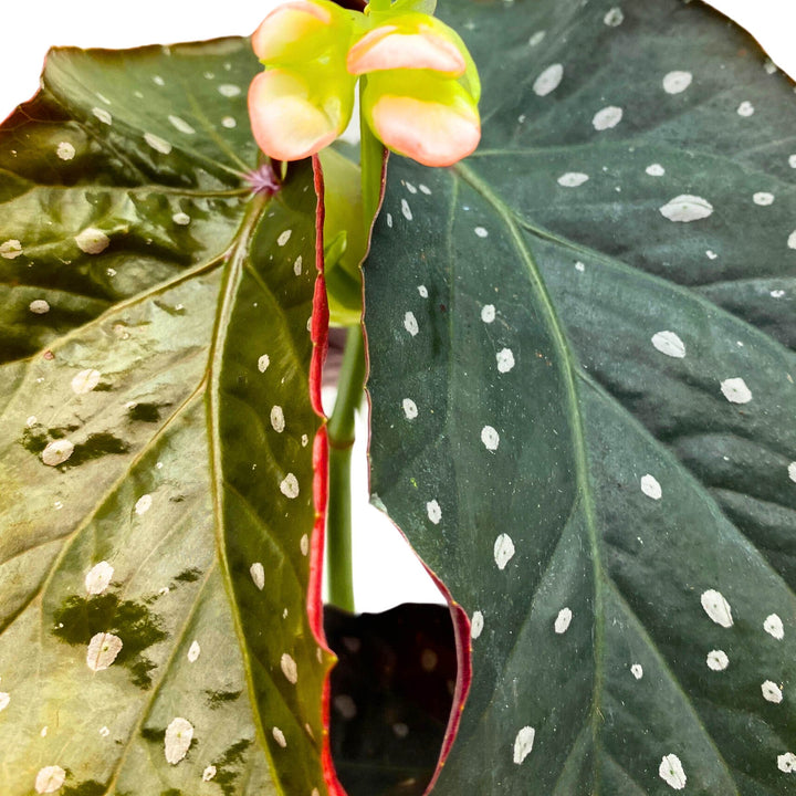 Harmony's Viper Angel Wing Cane Begonia 4 inch