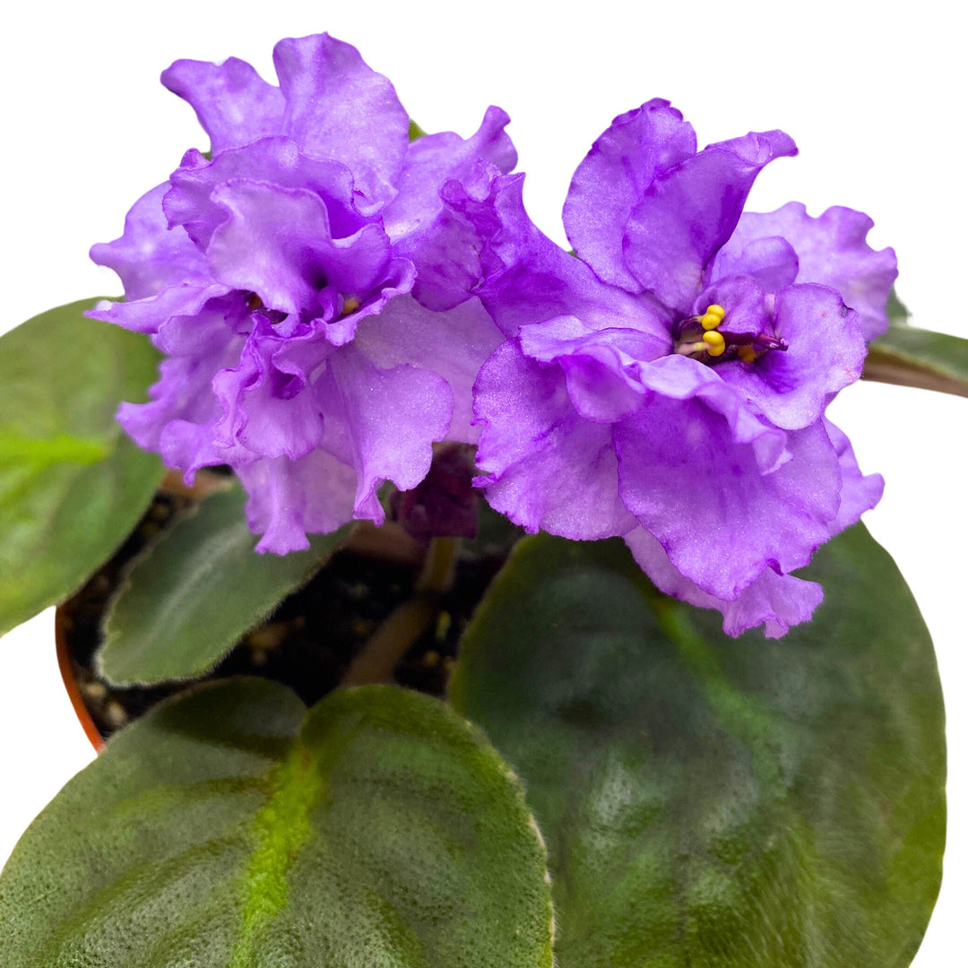 VaT Lavender's Aroma African Violet Saintpaulia 4 inch