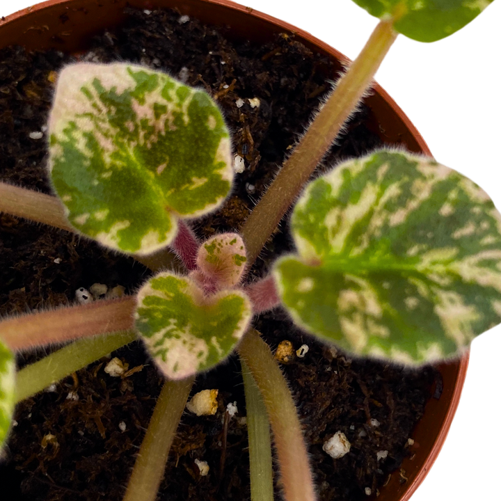 Mini African Violet Cajun's Lil Love Variegated 2 inch Pink Purple Flower