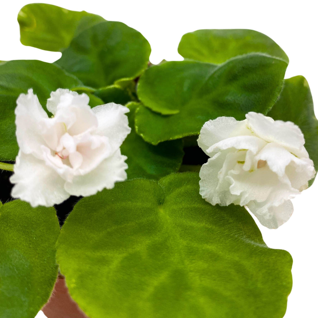 White Magic African Violet Saintpaulia 4 inch