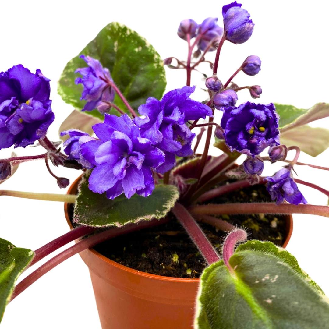 African Violet Wrangler's Swinging Blues 4 inch