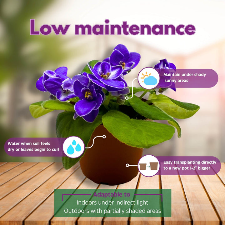 Cajun's Christy African Violet Saintpaulia 4 inch