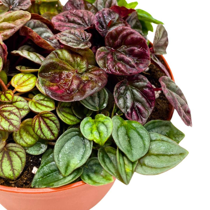 Peperomia Arrangement in a 6 inch pot Growers Choice Colorful Ripple Peps