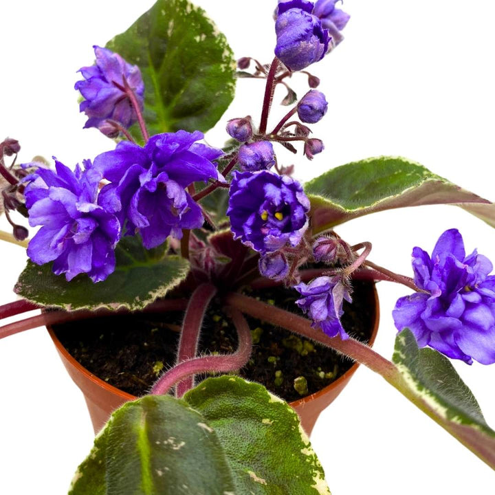 African Violet Wrangler's Swinging Blues 4 inch