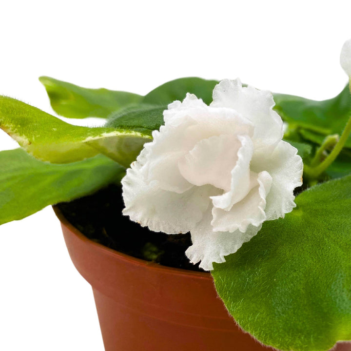 White Magic African Violet Saintpaulia 4 inch