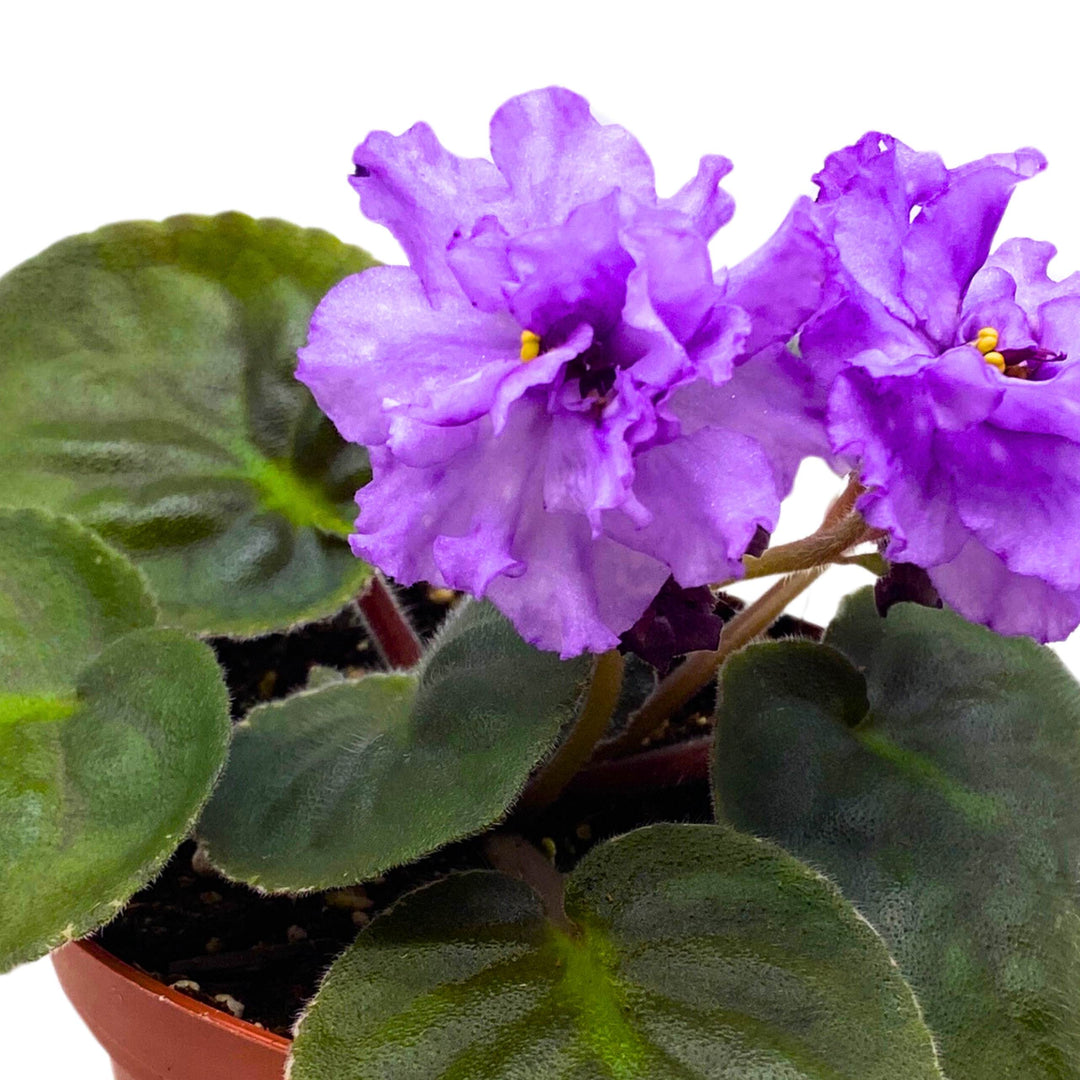 VaT Lavender's Aroma African Violet Saintpaulia 4 inch