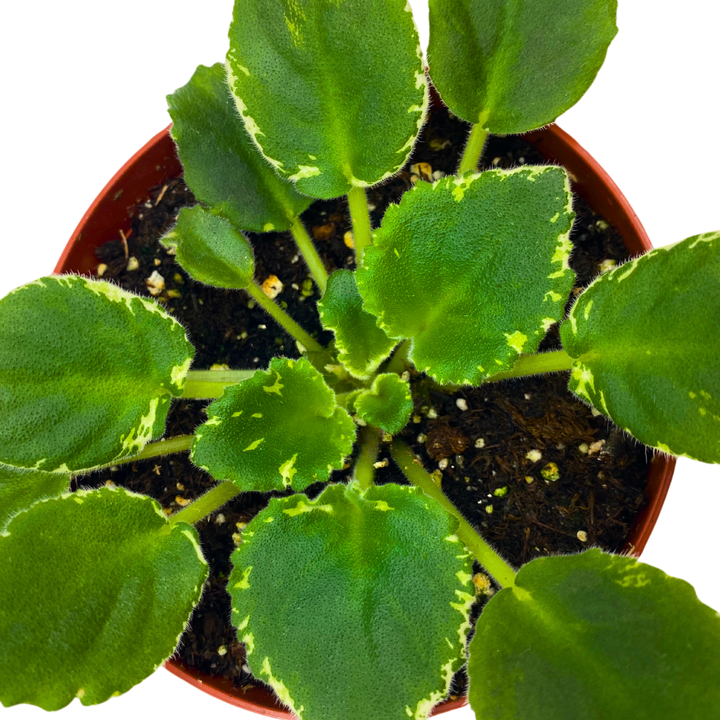 African Violet Frosty Frolic 4 inch White Green Flower