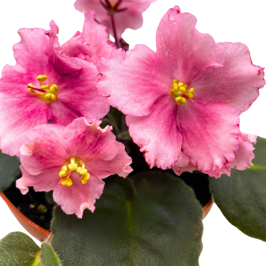 Kaylih Marie African Violet 4 inch