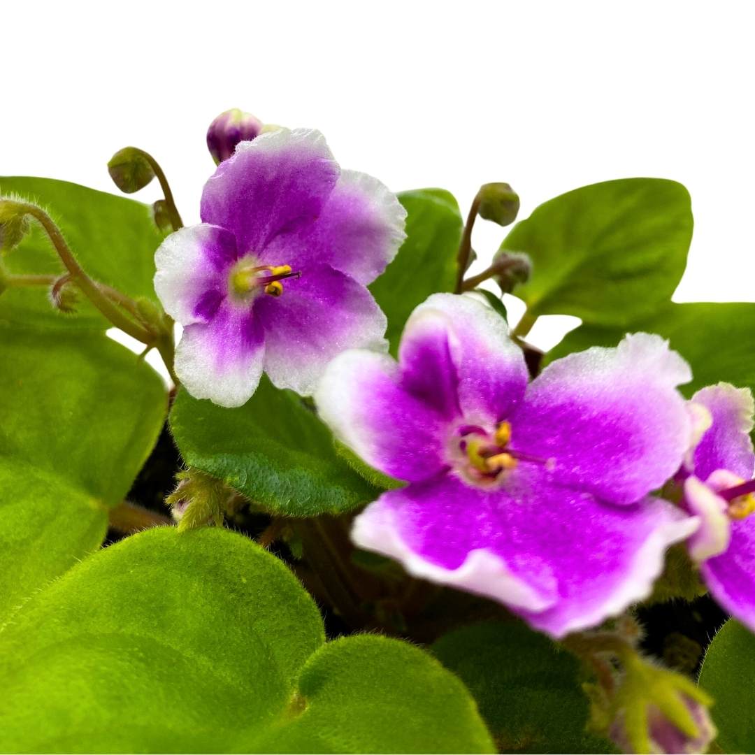 BE Phnom Penh African Violet, 4 inch, Gesneriad