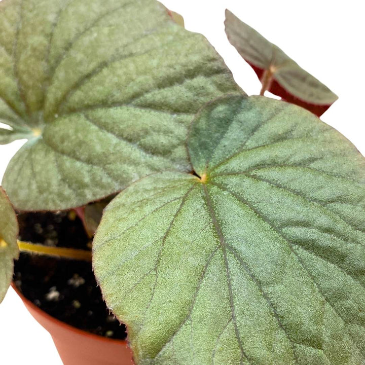 Begonia U508, 6 inch Gray Large Leaf Rhizo Rhizomatous