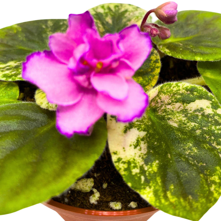 RS Bomond Variegated African Violet Saintpaulia 4 inch