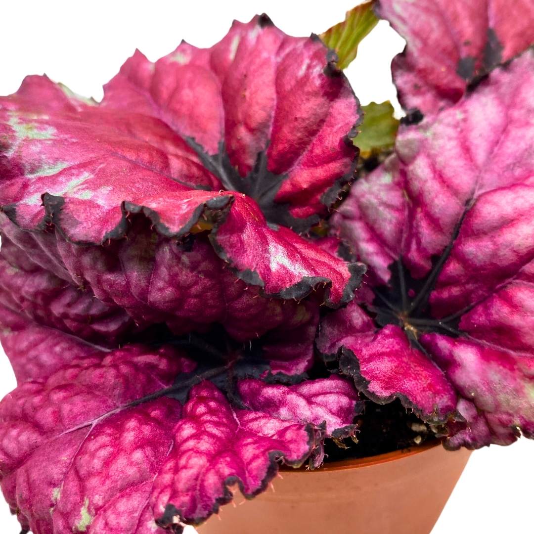 Begonia Kotobuki Pink Rex in a 4 inch Pot