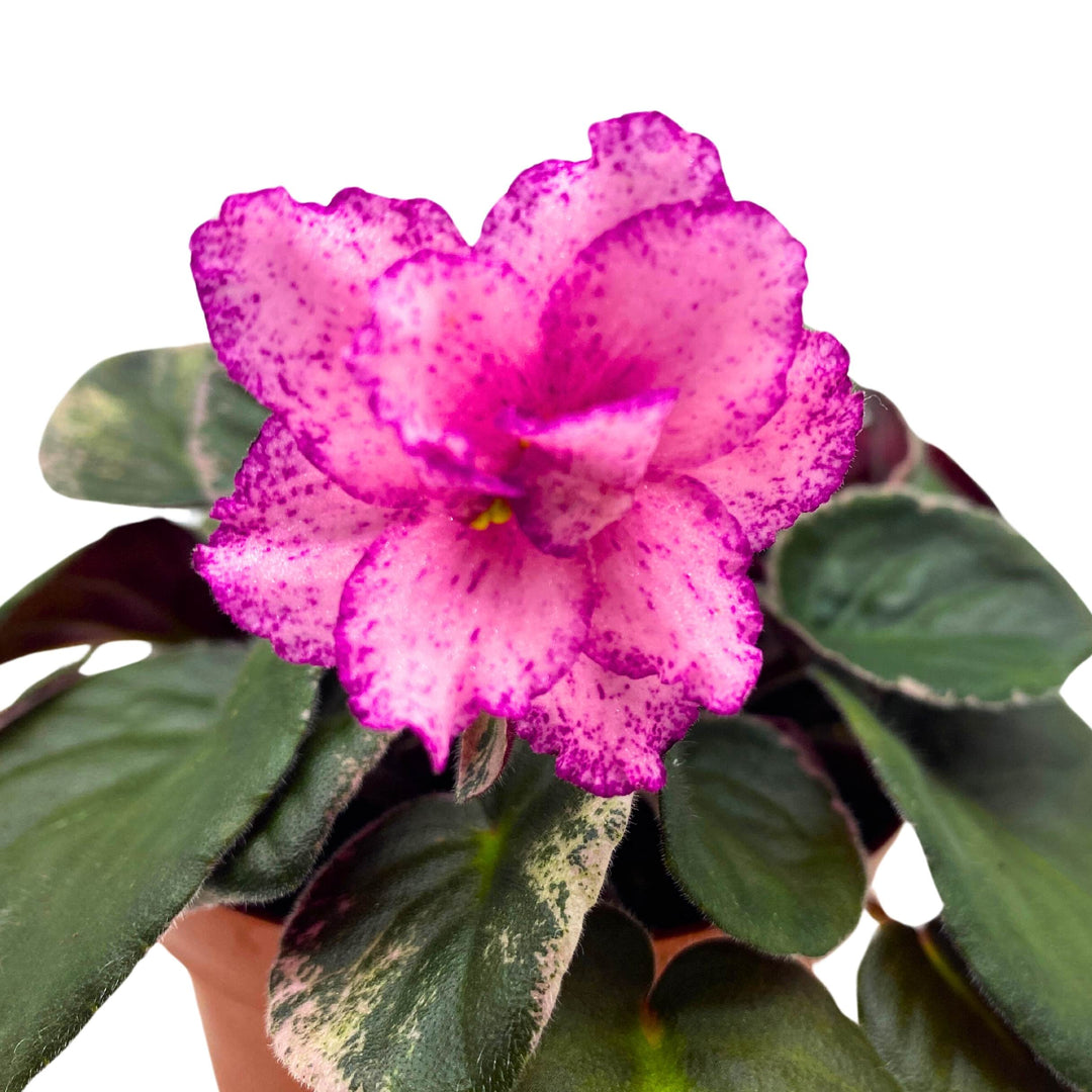 Buckeye Fiesta Variegated African Viole Saintpaulia 4 inch Harmony