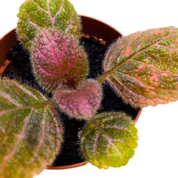 Episcia Pink Velvet Flame Violet 2 inch