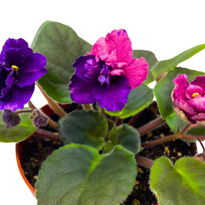 Suncoast Coral Razz African Violet Saintpaulia 4 inch