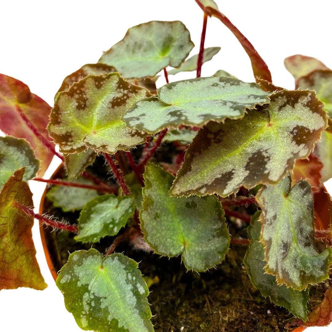 Begonia Wiformis 4 inch Rare