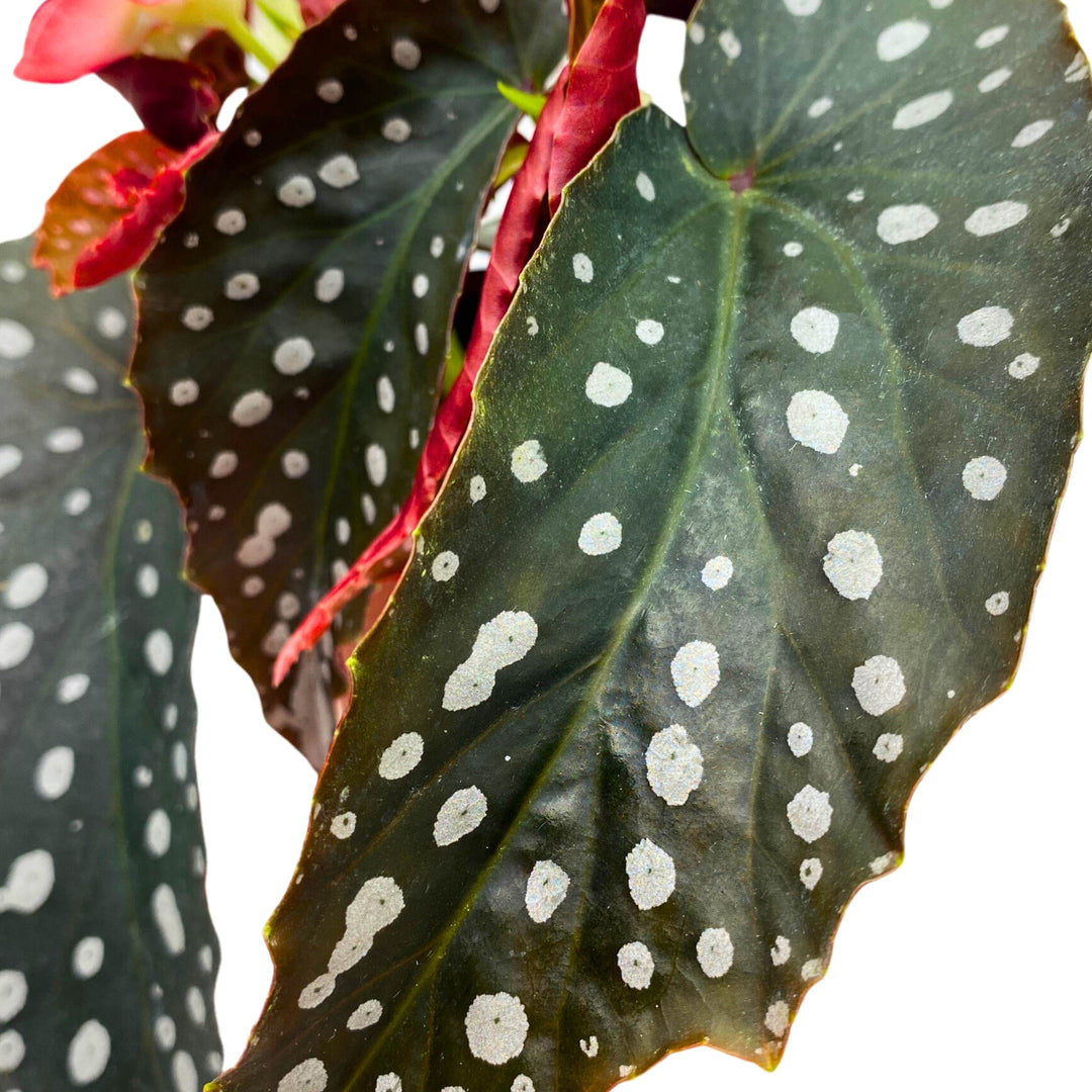 Harmony's Silver Point Angel Wing Cane Begonia 4 inch