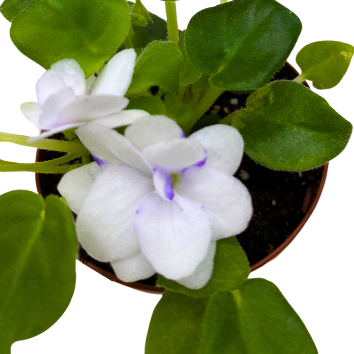 Mini African Violet Rob's Humpty Doo 2 inch White Flower