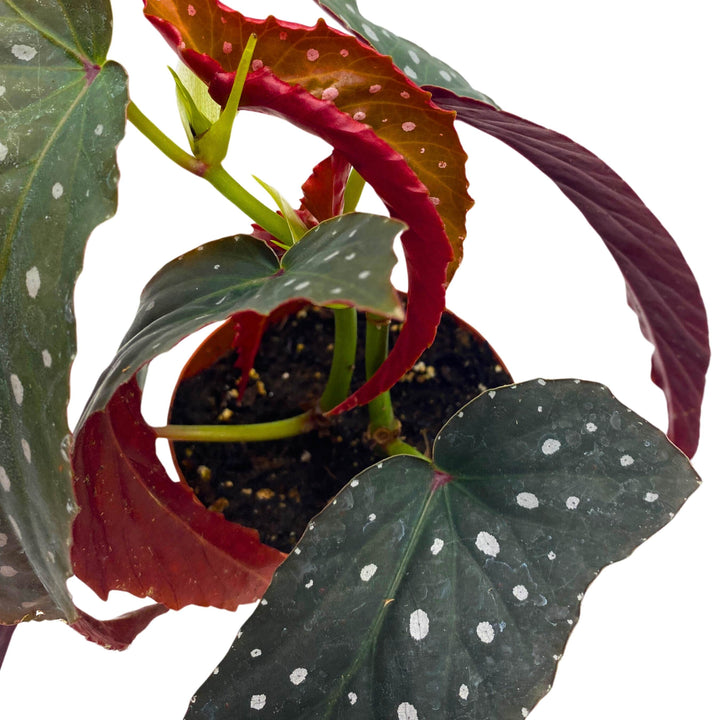 Harmony's Vixen Angel Wing Begonia 4 inch