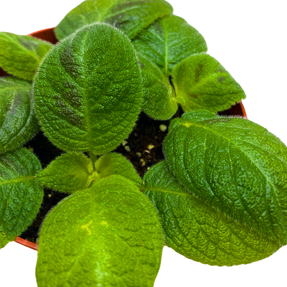 Harmony's Sorrento Sunrise Episcia 4 inch Green Flame Violet