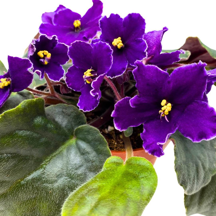 African Violet VaT Star Race 4 inch