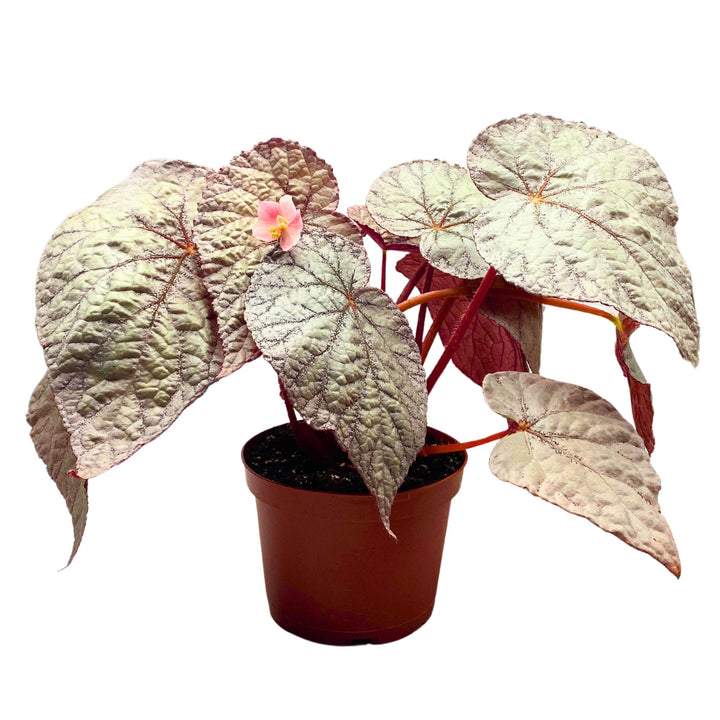 Begonia Rex Silver 6 inch