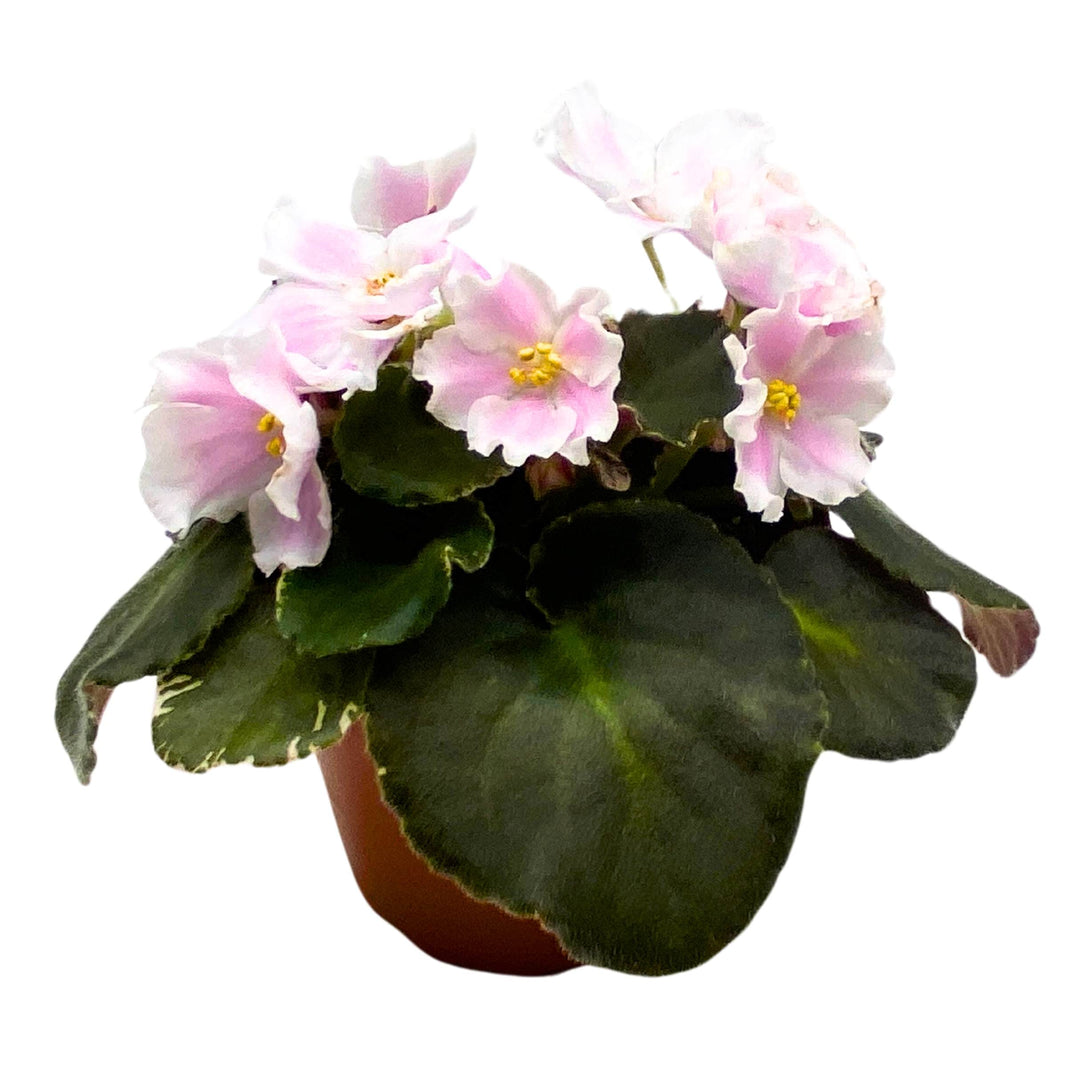 Carolina Elegant Affair Variegated African Violet Saintpaulia 4 inch