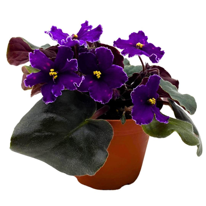 African Violet VaT in the Sky 4 inch Purple Flower with Pink Flecks