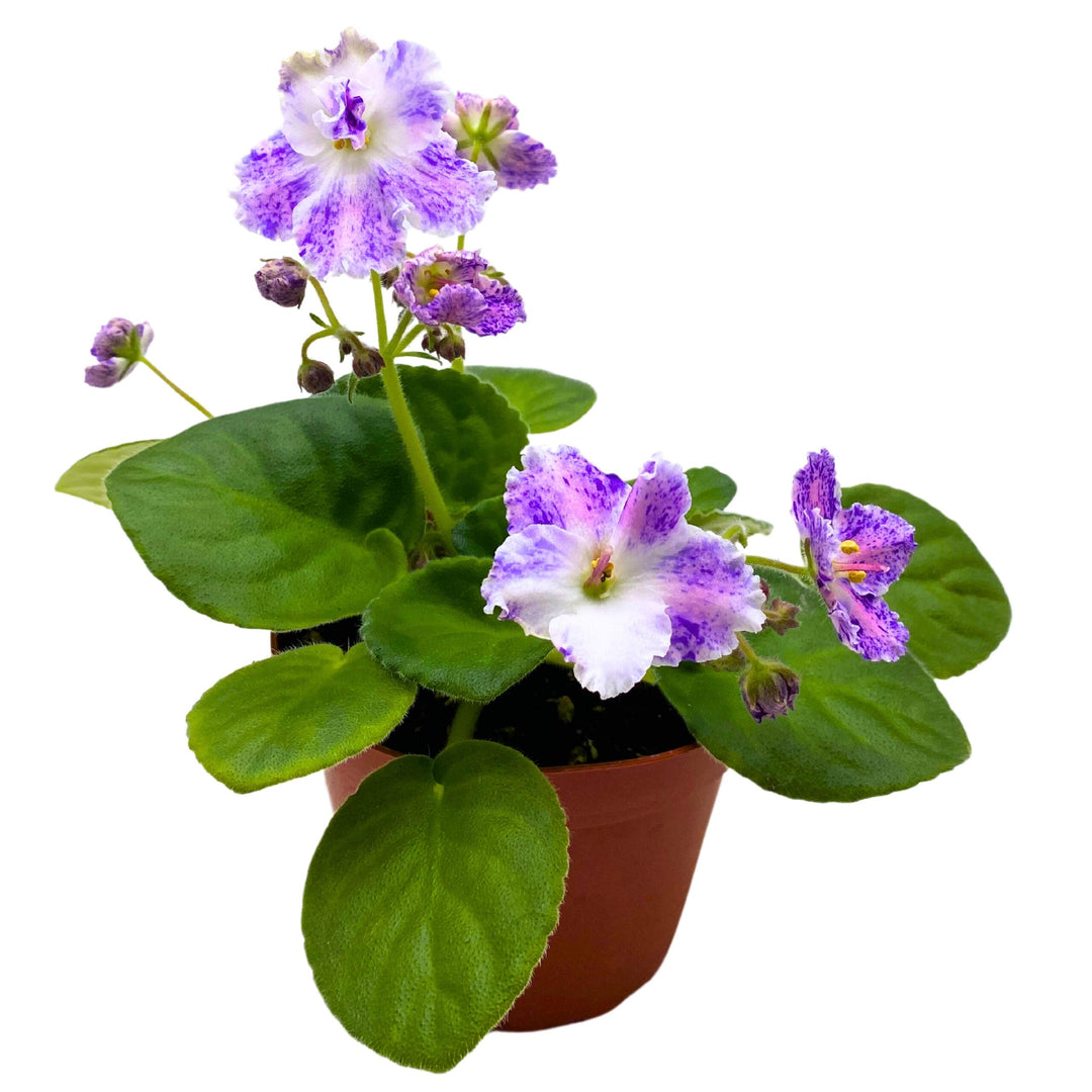 K's Dancing Spree African Violet Variegated Flower 4 inch