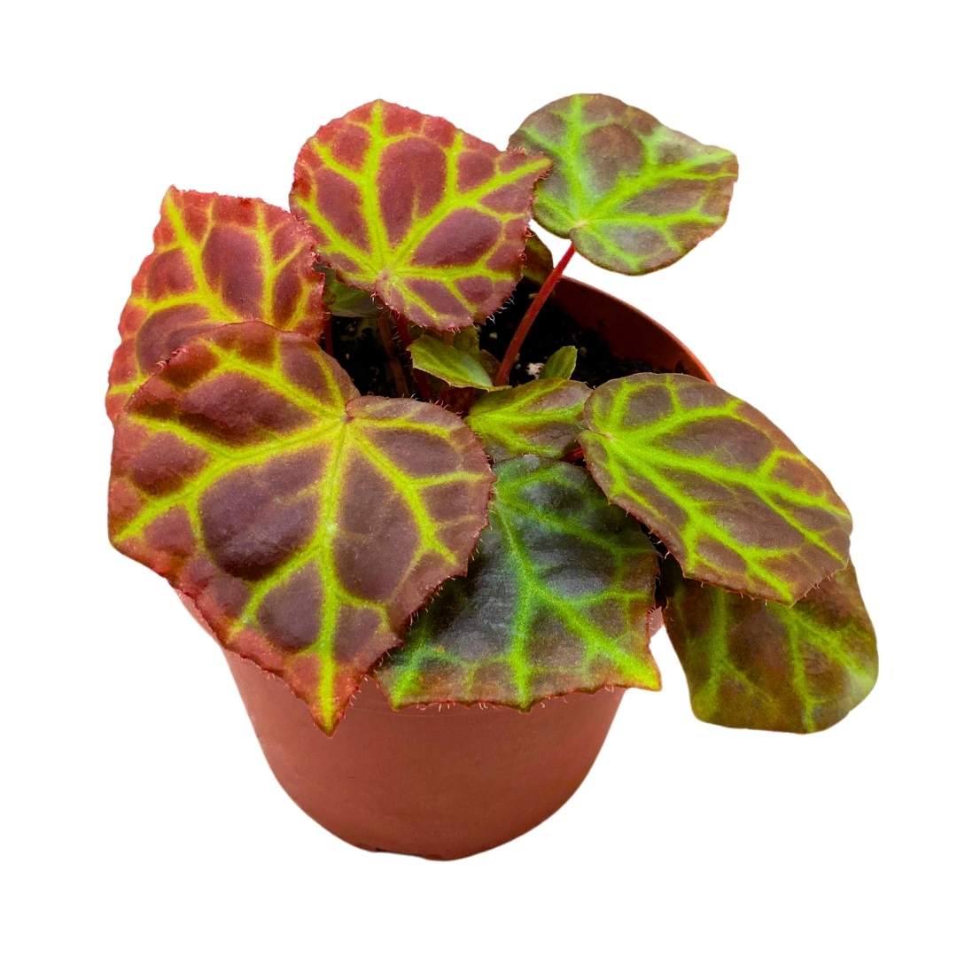 Begonia Rajah Premium Rhizomatous Rare Species in a 4 inch pot