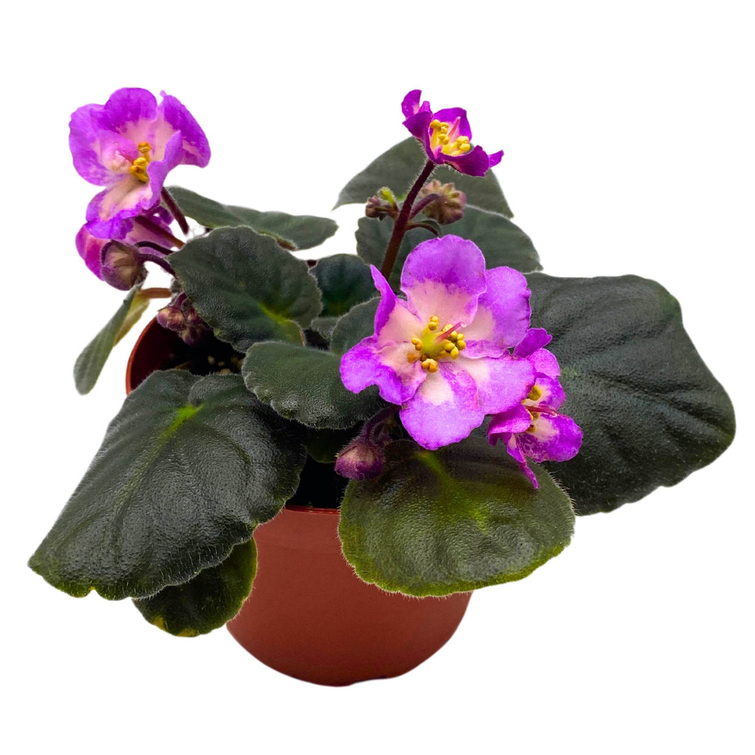 Hawaiian Pearl African Violet Saintpaulia 4 inch