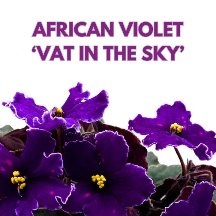 African Violet VaT in the Sky 4 inch Purple Flower with Pink Flecks