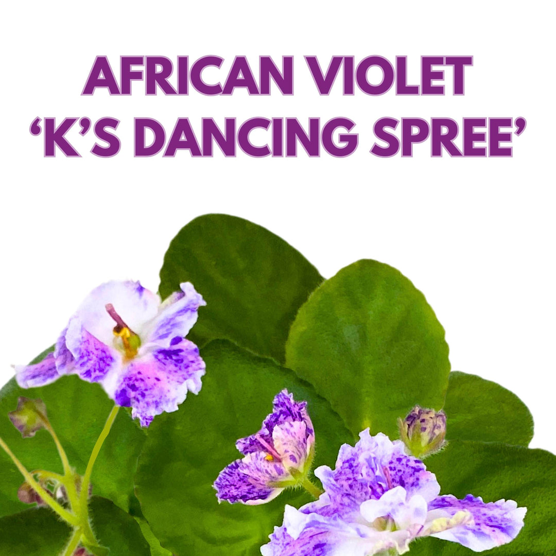 K's Dancing Spree African Violet Variegated Flower 4 inch