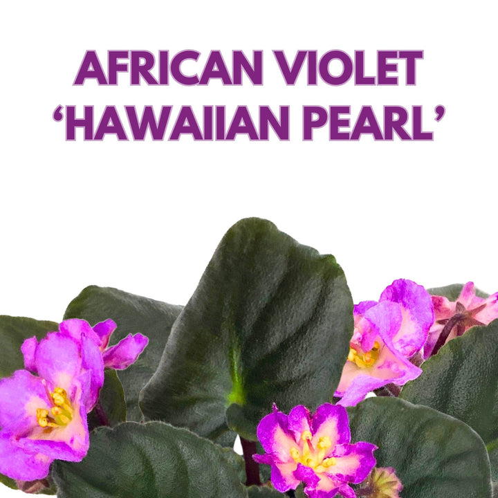 Hawaiian Pearl African Violet Saintpaulia 4 inch