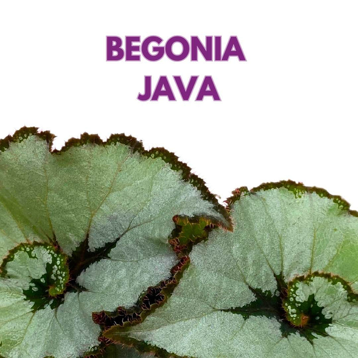 Begonia Java Escargot in a 6 inch Spiral White Gray