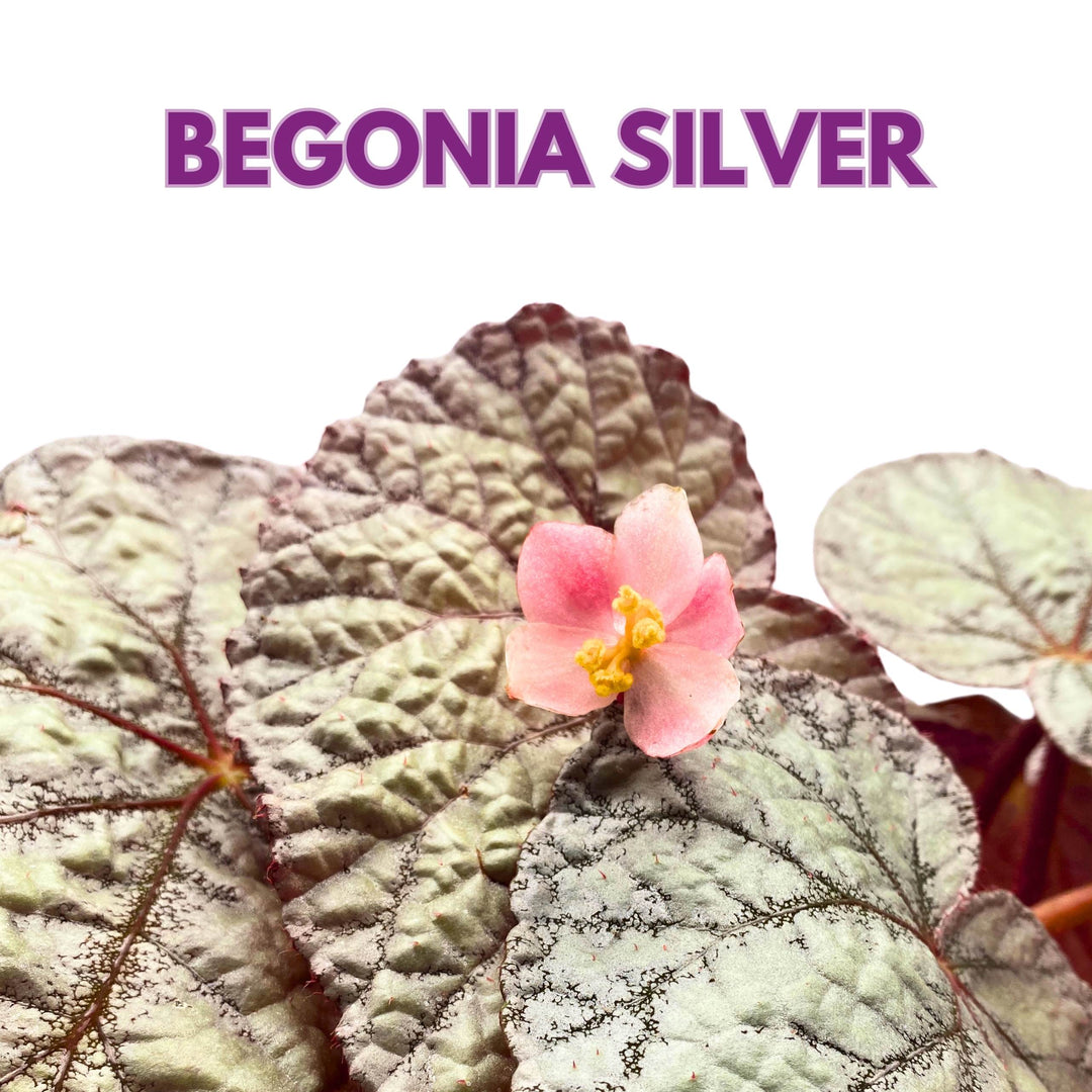 Begonia Rex Silver 4 inch