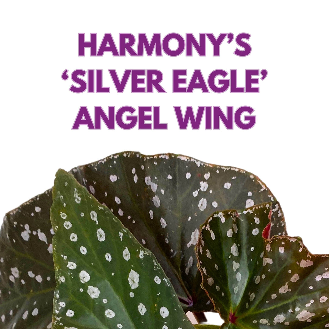 Harmony's Silver Eagle Angel Wing Cane Begonia 4 inch