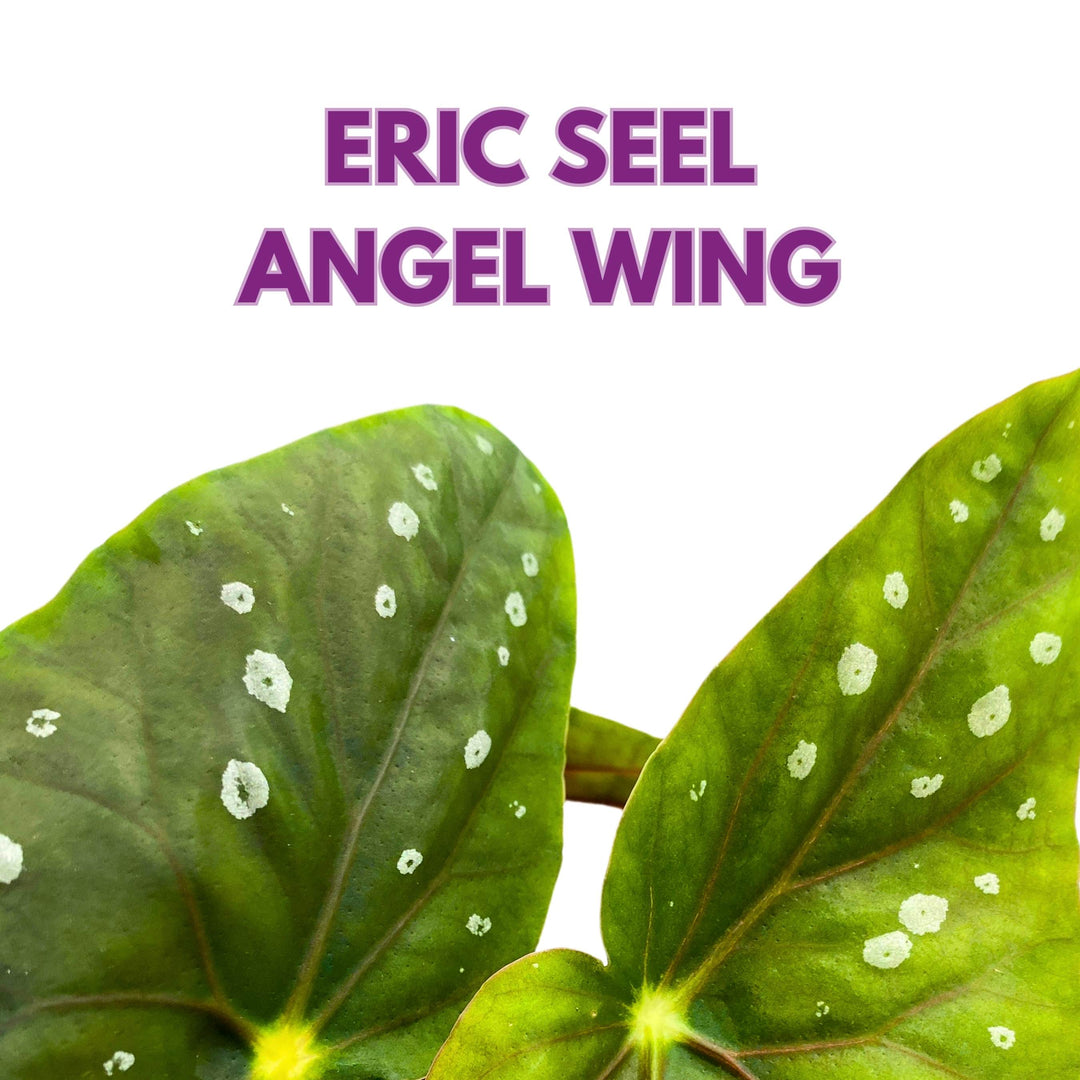 angel wing philodendron Eric Seel Angel Wing Begonia 4 inch – Harmony Foliage